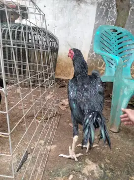 ayam Bangkok hitam pilas