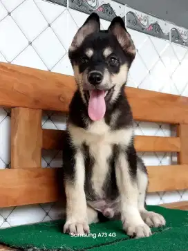 Anakan anjing ras mix