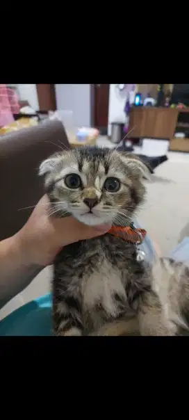 Jual scottish fold murah jantan kebanyakan kucing
