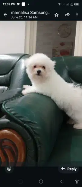 Dijual anjing bichon frise