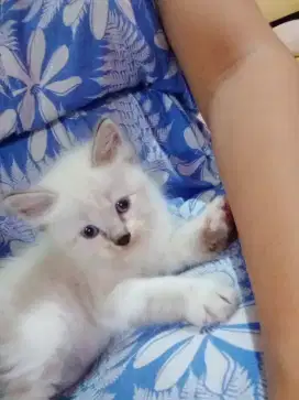 Persia mata biru jantan 1 bulan