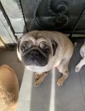 Jual Anjing Pug 1 Keluarga