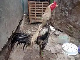 Ayam Bangkok original