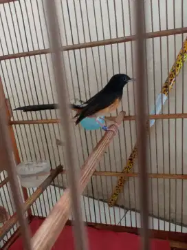 Burung murai batu