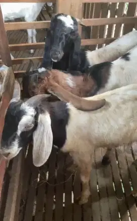 Kambing Dengan Berbagai Macam jenis dan Ukuran Harga Mulai 2,5 Juta