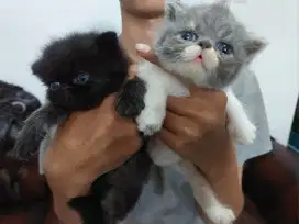 Kitten peaknose exotic