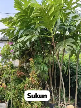 Pohon sukun tinggi 2,5 meter
