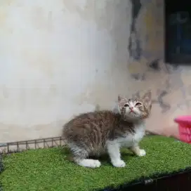 Kitten 2 ekor betina