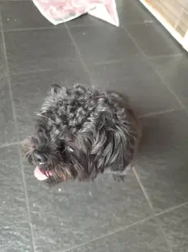 Anjing toy poodle 2 tahun female no stb no vaksin, kondisi sehat
