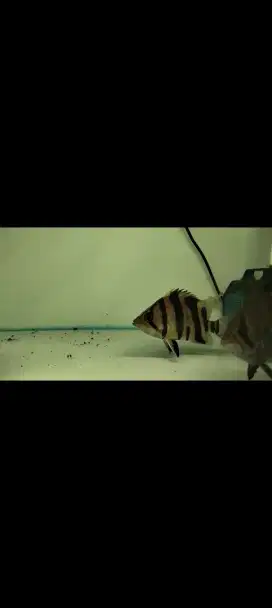 Ikan Datz Sumatra