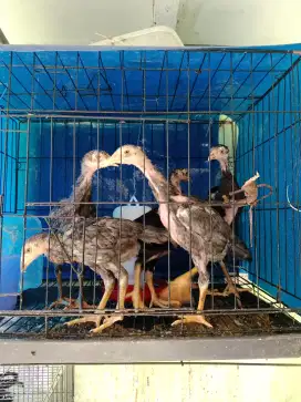 Anakan Ayam Bangkok