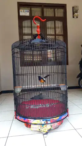 Jual rugi murai batu medan