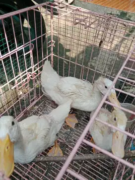 Bebek Putih 3 ekor