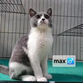 Open Adopt: British Shorthair (BSH) X Scottish Straight usia 5 bulan