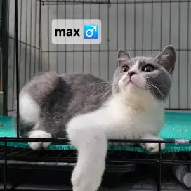 Open Adopt: British Shorthair (BSH) X Scottish Straight usia 5 bulan