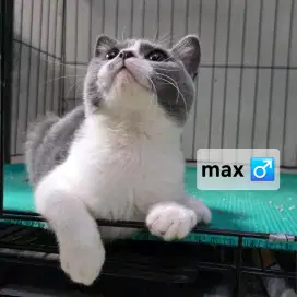 Open Adopt: British Shorthair (BSH) X Scottish Straight usia 5 bulan