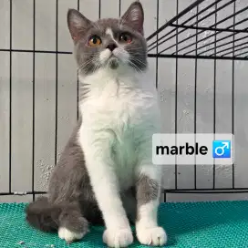 Open Adopt: British Shorthair (BSH) X Scottish Straight usia 5 bulan