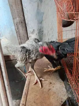 Ayam Birma telor biru umur 7 bulan