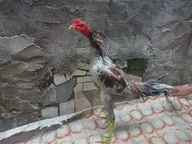 Ayam Bangkok Phakoy x plucker
