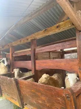 domba kambing aqiqah