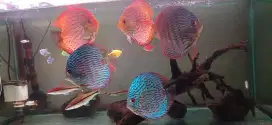 Ikan Discus 5 in jual borongan 6 ekor murmer