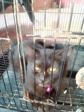 Jual anakan kucing anggora hitam betina