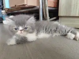 Kucing Kitten Persia - Peaknose