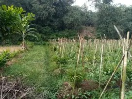 Di jual lhan tanah darat lt 800 mtr Lokasi setratehis datar