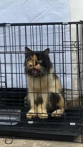 Persia Calico Big bone Betina