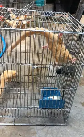 Sugar glider leu full set