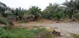 Di Jual lahan sawit SHM kalsel