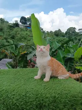 Kucing BSH British short hair Scottish short hair