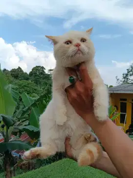 Kucing BSH British short hair Scottish short hair
