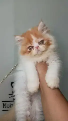 Kitten peaknose 2blnan gembul