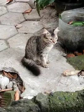 Open adopsi 3 anak kucing