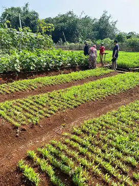 Jual Cepat Tanah SHM di Bogor