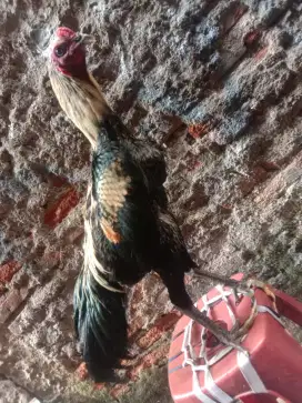pakoi x mangon..pacek pakoi biang mangon long run.masih muda uk5.
