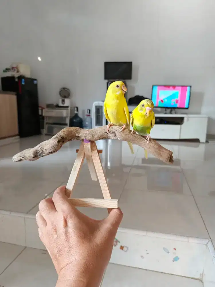 Parkit Jinak Warna Cakep Yellow