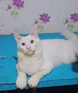 Kucing Mainecoon 6 bulan jantan