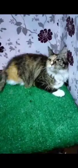 Kucing mainecoon betina 11 bulan