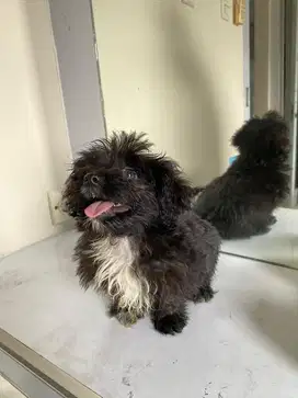 Dijual Jual Anjing Doggy Poodle Pudel dan Minipom