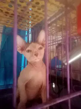 jual kucing sphynx