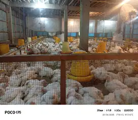 dijual usaha ternak ayam pedaging , tinggal lanjut