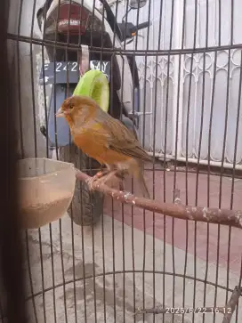 Jual burung kenari