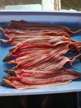 Belut Filet Siap Masak – Tanpa Tulang, Tanpa Repot!
