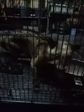 Luwak jual 250.000