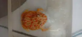 Pacman kodok Frog
