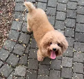 Poodle Betina pure 2 tahun