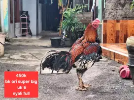 Ayam bangkok ori super Big