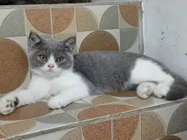 British shorthair